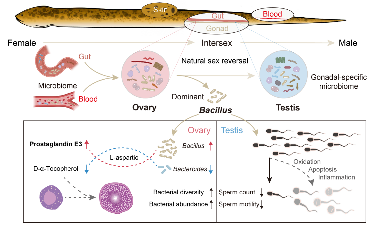 球盟会(中国)揭示性腺共生菌稳态是影响黄鳝性反转自然发生的重要因素